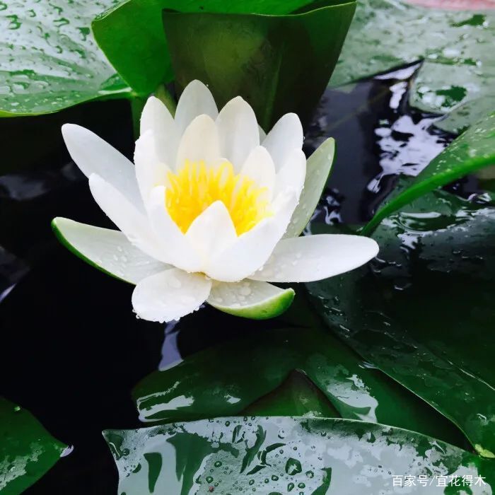  【何在】碗莲为何不开花？原因何在？如何选购和栽培？
