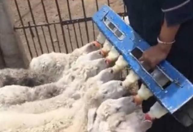 2019年养殖推荐：9种适合年轻人的养殖项目