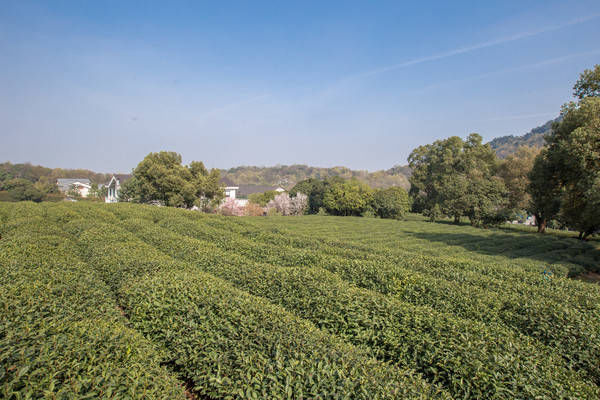 西湖最冷门的旅游路线，人少景美，一般人都不知道
