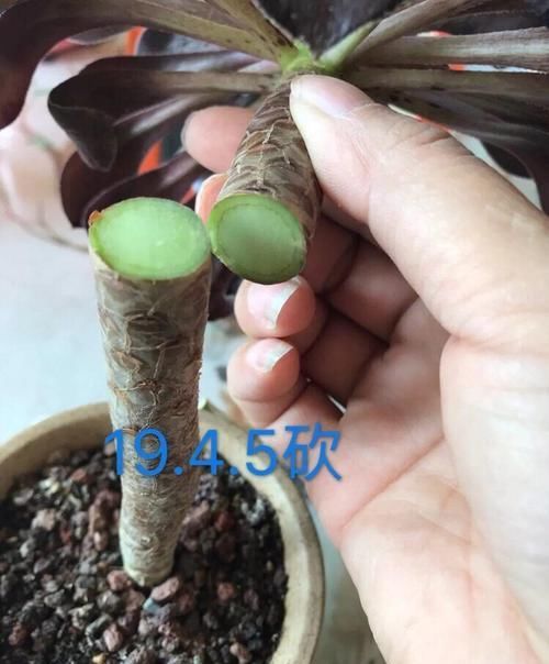  「射光好的地」1把叶子掉土里，7天窜出满盆芽，1盆变10盆不花一分钱！