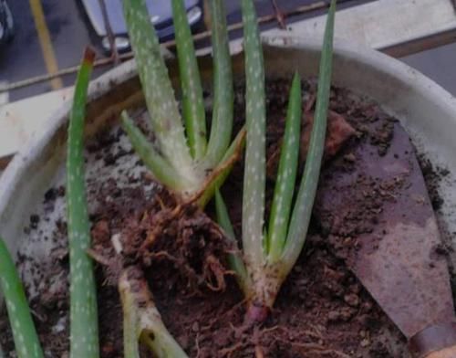  『经验』家庭种植芦荟的关键，在于这3点养护技巧，学会了疯长还少生病