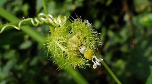  #清肺#农村一植物，人称“龙珠果”，能清肺能止咳，野外遇见，请勿错过