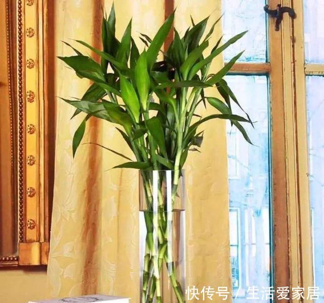 『富贵竹』新买的富贵竹一种做法,10天长满根系,再也不担心发黄
