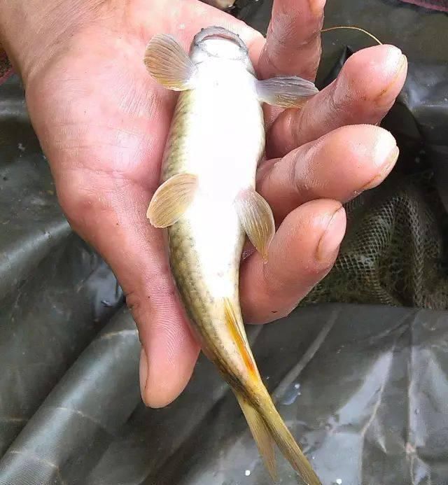  『生长』此鱼生长极其缓慢，3年才能长到30厘米