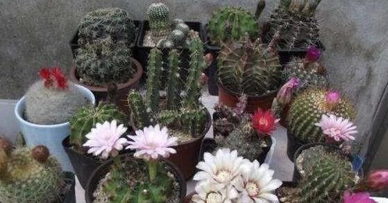 『花卉植物』在家盆栽花草植物总养不好?4个细节适当粗养,植株越长越旺盛