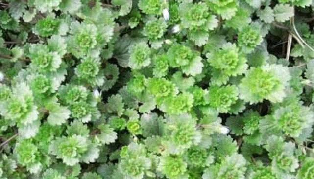 这种野草能够祛风除湿，过去农民见到就拔掉，殊不知如今很珍贵