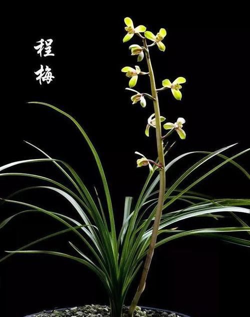  『开眼』今年最火的6种兰花，一开满屋飘香，美的让人移不开眼！