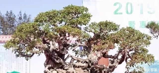  [栽种盆景]玩盆景，已成为当下追求高品质生活的一股潮流