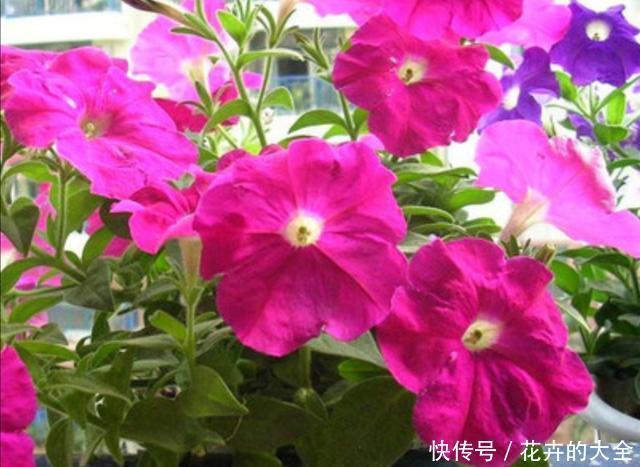 春天|春天阳台栽3种花,开花一茬接一茬,长期有花赏