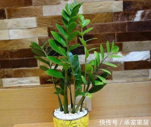 寓意|两种“镇宅树”,富贵吉祥寓意好,一片叶子能扦插好养活
