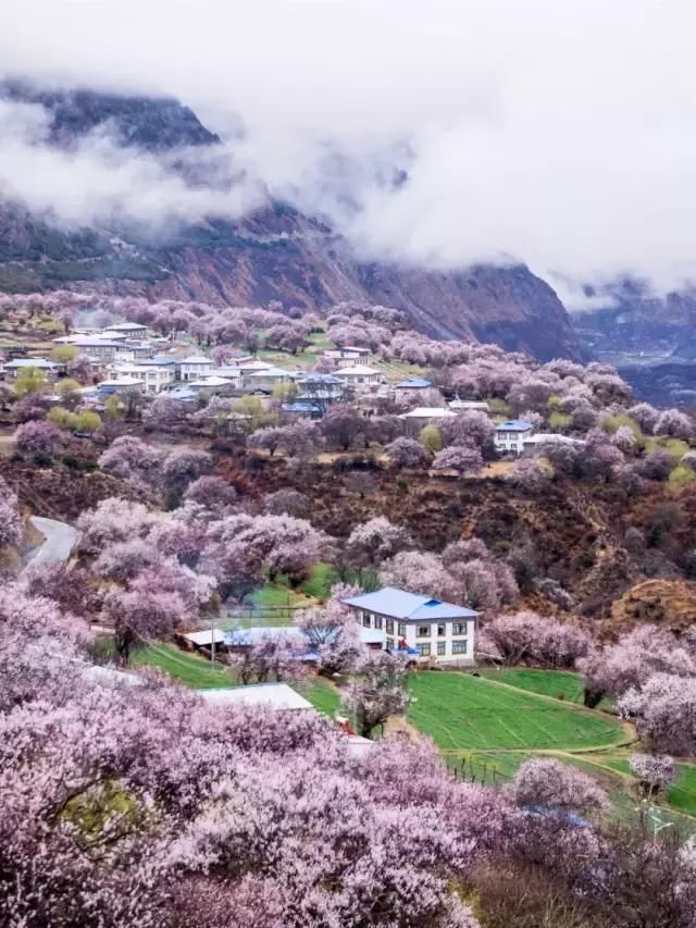 再过一个月，国内这处桃花盛景就要藏不住啦！囊括高原最美雪山！
