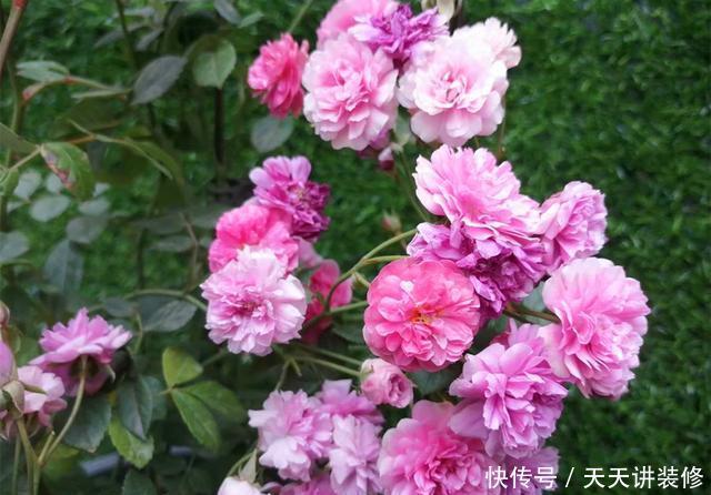  『芳香』想让阳台芳香馥郁“招蜂引蝶”，种上5种芳香花草，夏季也能开花