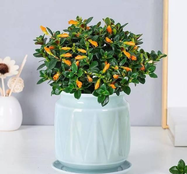  [有钱]这八种花命里带金，越养越有钱，你确定不来一盆吗？