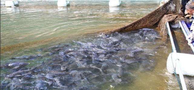  「外来物种」我们周围的野生鱼减少，真的是工业污染的锅吗？ 不