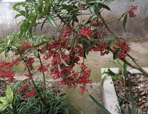  「花别」龙骨花别养了，此种“财运树”，寓意着“发财”，在家多养2盆！