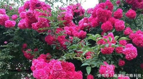 【艳丽】阳台养一盆爬藤花,花色艳丽,花香浓郁,邻居看了都羡慕!