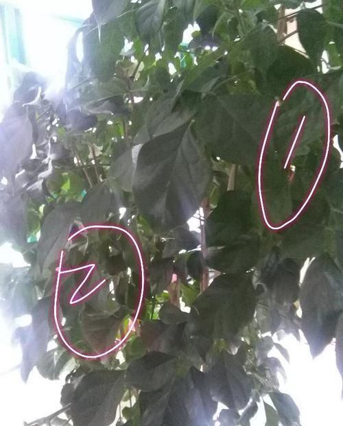  「幸福树」幸福树开花以后怎么养？做错了掉叶掉花光秃秃