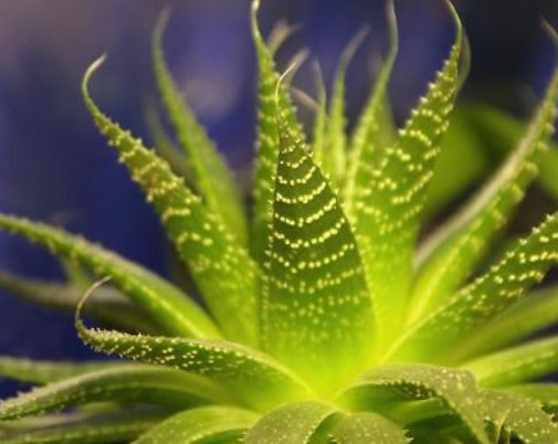  植物■入睡困难还多梦？卧室养这4种花，清新空气又安神，整晚睡得香