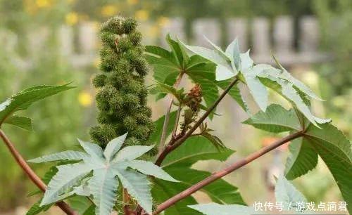  【我国】它浑身都是毒，入侵我国却被大量种植，如今全球年产量5