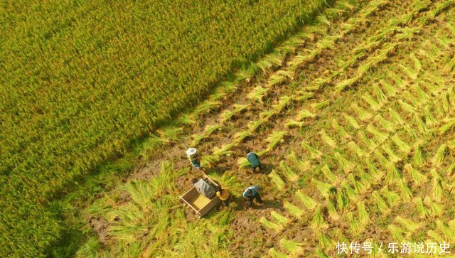  「方地区」“天价”大米，一年成熟一次，一斤卖8400元，预定才