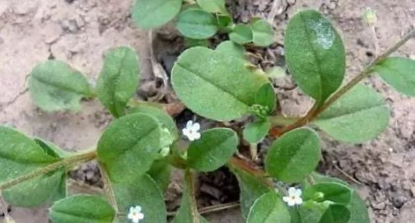  用来■农村一种常见植物，“鸡肠草”，过去用来喂猪，如今价值