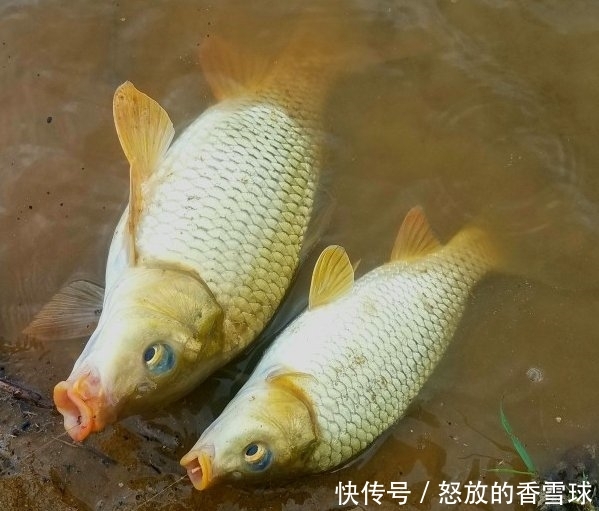 『配方』鲤鱼“戒不掉”的饵料,水里一扔,鲤鱼拼命咬钩,拉杆到手软