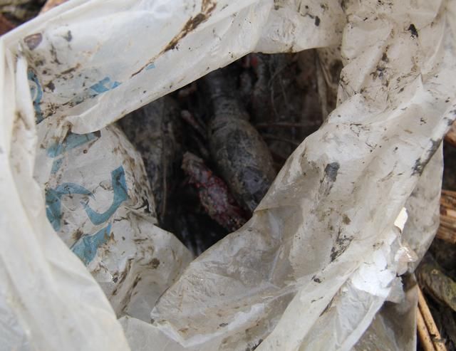  「发现」农村小伙淤泥里发现“它”，真是意外之喜，收获颇丰啊