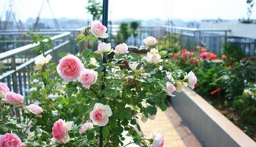  【柔美】这些花朵放阳台养，花开爆满花期长，花色柔美，一次开爆成花海