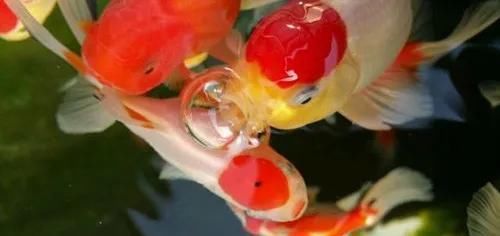  「子非吾」那又怎样？子非吾，焉知吾之乐？