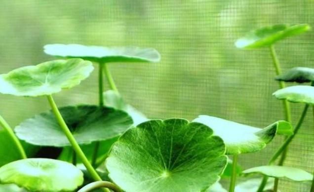  『新芽』铜钱草风一吹，“枝条倒”？吃点“激素药”，枝条挺又壮，新芽蹿