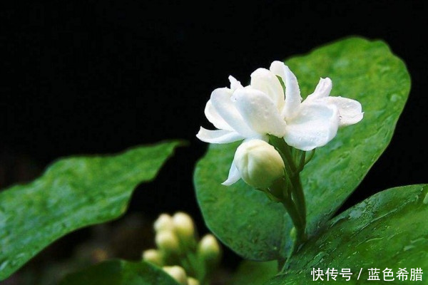  #摄影#充满幽香的茉莉花，摄影怎么拍？表现洁白素雅的意境