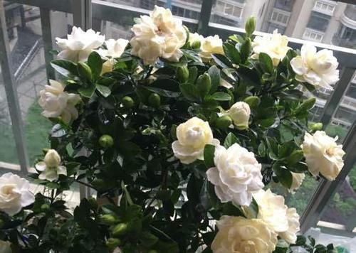  「栀子花」栀子花换盆换土有这么多讲究？来看看，搞不懂换一盆死一盆