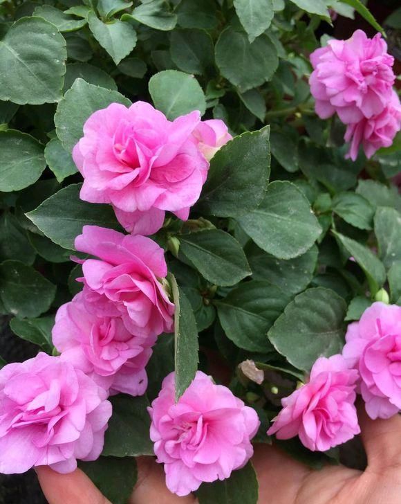  【凤仙花】养盆凤仙花，常年开花，花瓣能染指甲，小时候过家家经常玩