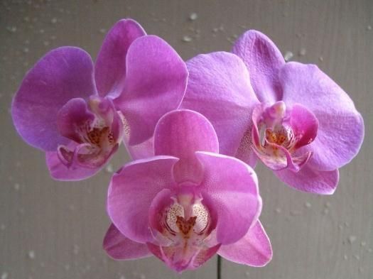  『花芽』天气热，蝴蝶兰要“降降温”，花芽蹿出头，盆盆开成“花蝴蝶”