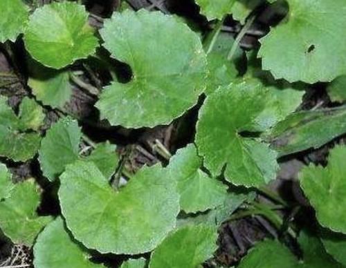  『值钱』潮湿的田野里，遇到1种“积雪草”请爱惜，比垂盆草珍贵，值钱！