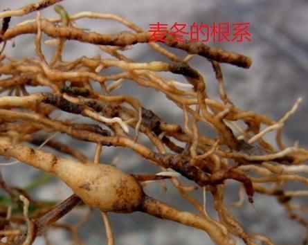  『根部』兰花和麦冬、菖蒲有啥不一样？