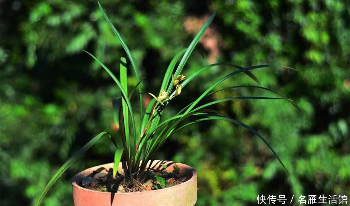  「养兰」任性养兰：“穷养”也出品，板结也冒花，靠老天赏雨活着！
