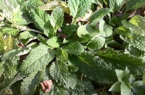  野草■农村的这种野草，因长满“疙瘩”遭人嫌弃，其实是珍贵的七星草