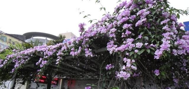  植物|这种花半年长2米，花开千朵，没有虫害，超级好养，你养过吗？