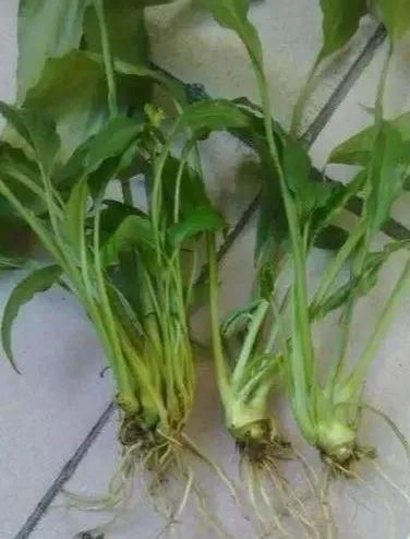  「烂根」天热了，8种花不能乱浇水，小心浇完就死