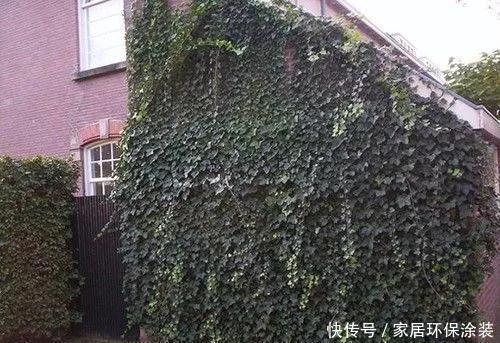 「中华常春」12种常春藤,每种都这么美,必须养一盆!