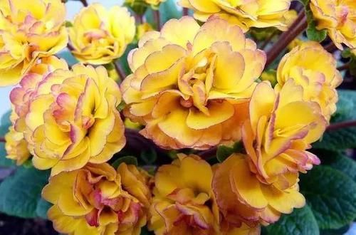  『代表着』花友选出了自己认为最美的50种花