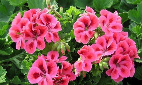  花园■现在就养“3种花”,天气越热,开花越漂亮,直接开成“小花园”
