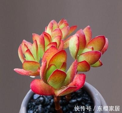  「层薄薄的白」红红火火美得惊艳的天狗之舞多肉，易养易爆盆