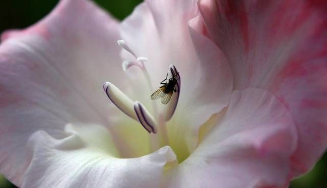 「便宜」3种花便宜又好养,比牡丹美,比吊兰好养,一年四季开花不断