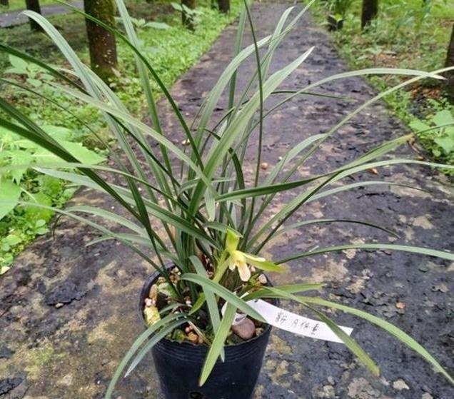 牢记|养兰花,牢记“欲速则不达”,这样兰花才容易长旺开花
