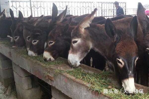  「快速」现在，在农村小本养殖什么可以快速致富？几种可以尝试