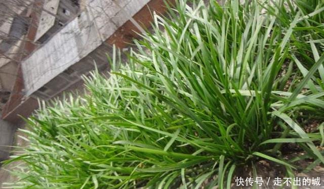  「种种」阳台种种韭菜，4个小窍门，棵棵粗的像小葱，一年能割10茬