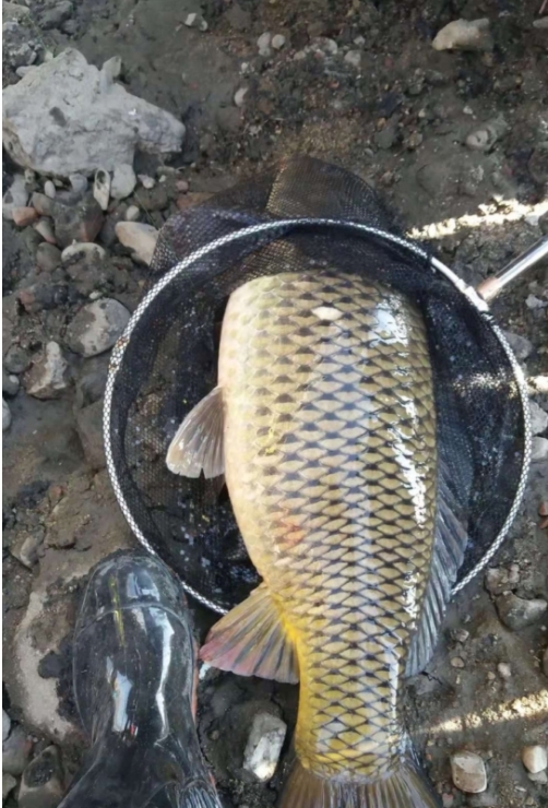 『诱鱼』包食钓法,一个只需很短时间就能上大鱼的钓法,建议新手收藏