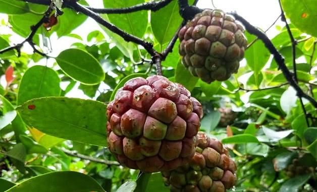  【种植】农民种植浑身是“雹”的水果，1斤卖到50元，你吃过没？